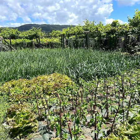 Casa Con Vinedos, A 5min De La Playa Nyaraló *