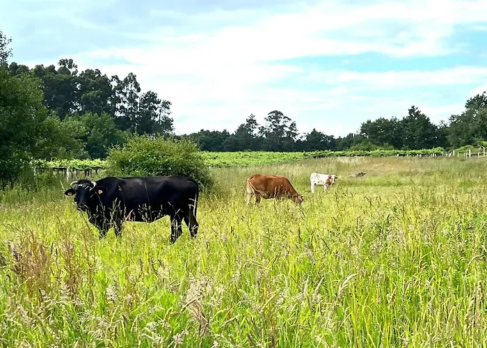 Casa Con Vinedos, A 5min De La Playa