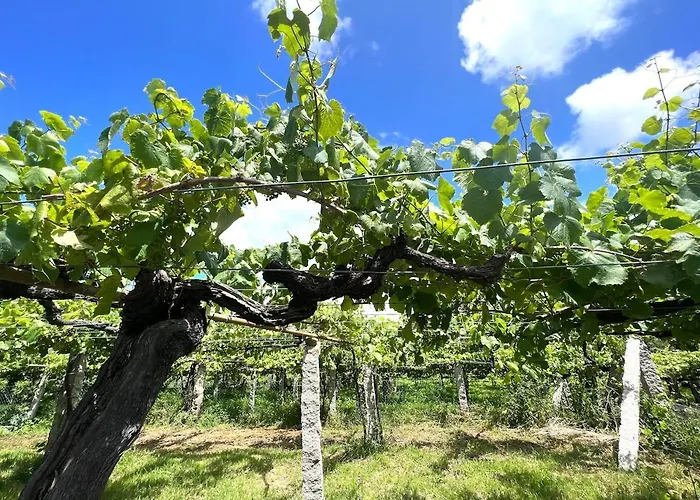 Casa Con Vinedos, A 5min De La Playa Sanxenxo
