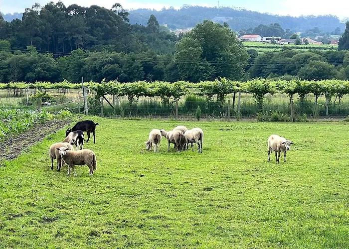 Casa Con Vinedos, A 5min De La Playa Ferienhaus Sanxenxo